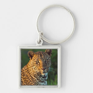 Männlicher Leopard (Panthera Pardus) ausgewachsene Schlüsselanhänger
