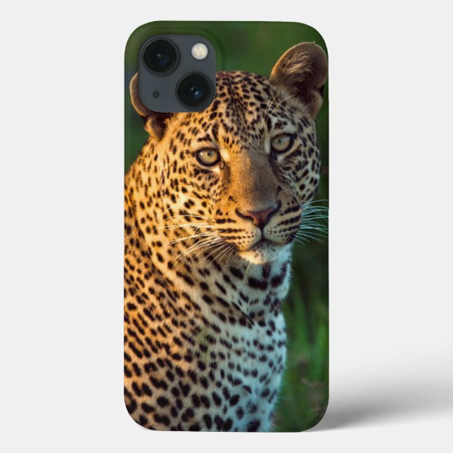 Männlicher Leopard (Panthera Pardus) Grobgrieß Case-Mate iPhone Hülle (Rückseite)