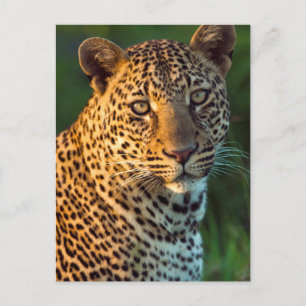 Männlicher Leopard (Panthera Pardus) Grobgrieß Postkarte