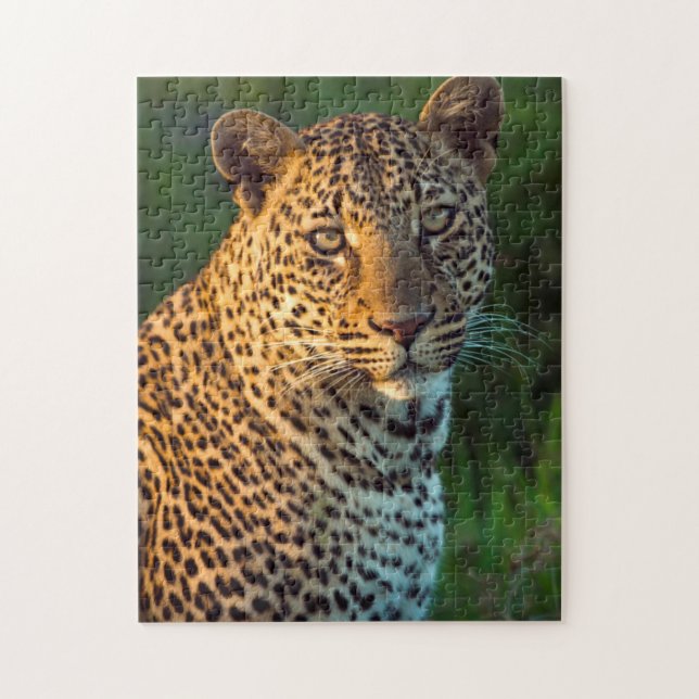 Männlicher Leopard (Panthera Pardus) Grobgrieß Puzzle (Vertikal)