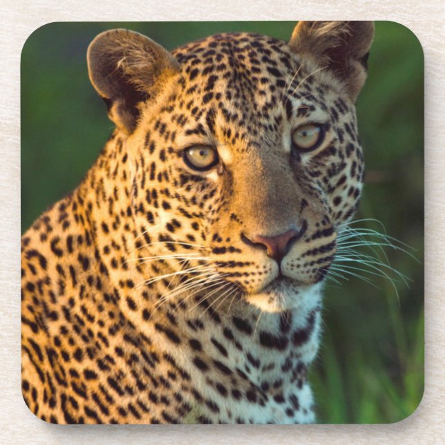 Männlicher Leopard (Panthera Pardus) Grobgrieß Untersetzer (Vorderseite)