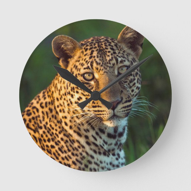 Männlicher Leopard (Panthera Pardus) Runde Wanduhr (Vorderseite)
