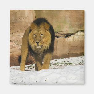 Männlicher Löwe beim Gehen Magnet