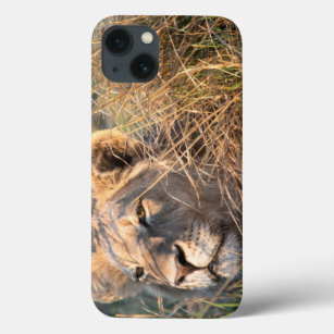 Männlicher Löwe, der im Gras, Kopf heraus späht iPhone 13 Hülle