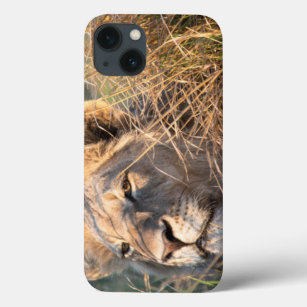Männlicher Löwe, der im Gras, Kopf heraus späht Case-Mate iPhone Hülle