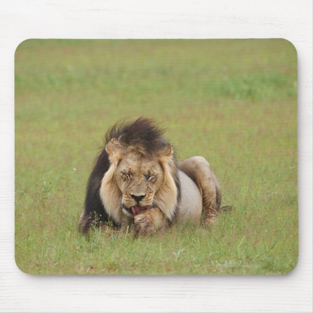 männlicher Löwe, Panthera leo, der sich selbst put Mousepad (Vorne)