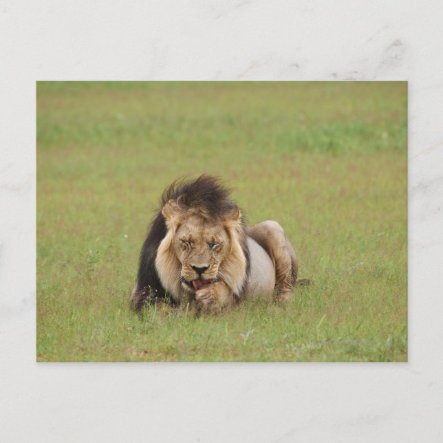 männlicher Löwe, Panthera leo, der sich selbst put Postkarte (Vorderseite)