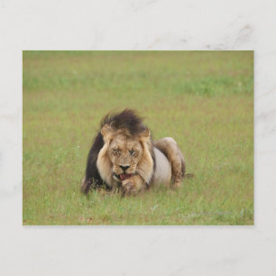 männlicher Löwe, Panthera leo, der sich selbst put Postkarte