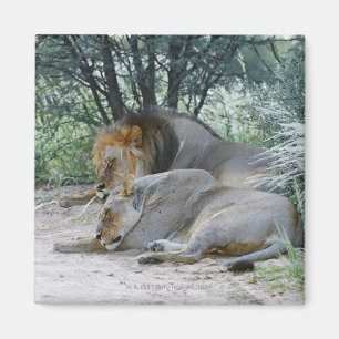 männlicher Löwe Schlafens und Löwin, Panthera Magnet
