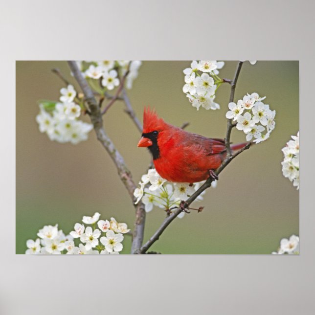 Männlicher nördlicher Kardinal unter Birnen Poster (Vorne)