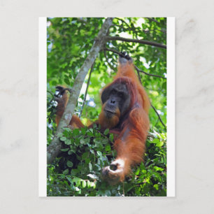 Männlicher Orang-Utan im Nest Sumatra-Regenwald Postkarte