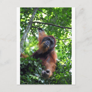 Männlicher Orang-Utan im Nest Sumatra-Regenwald Postkarte