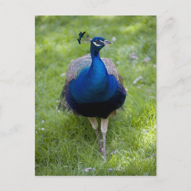 Männlicher Pfau (Pavo cristatus) Postkarte (Vorderseite)