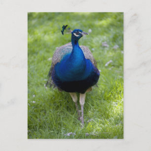 Männlicher Pfau (Pavo cristatus) Postkarte