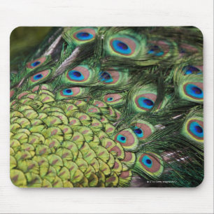 Männlicher Pfau (Pavo cristatus) Schwanz anzeigen Mousepad