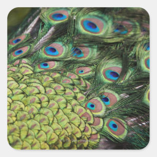 Männlicher Pfau (Pavo cristatus) Schwanz anzeigen Quadratischer Aufkleber