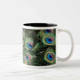 Männlicher Pfau (Pavo cristatus) Schwanz anzeigend Zweifarbige Tasse
