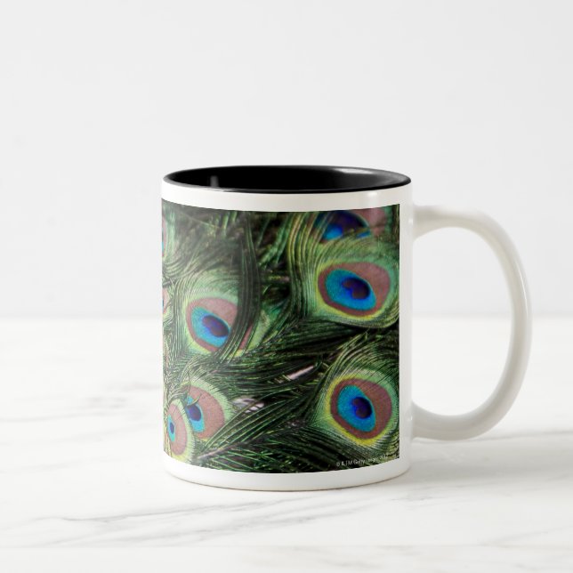 Männlicher Pfau (Pavo cristatus) Schwanz anzeigend Zweifarbige Tasse (Rechts)