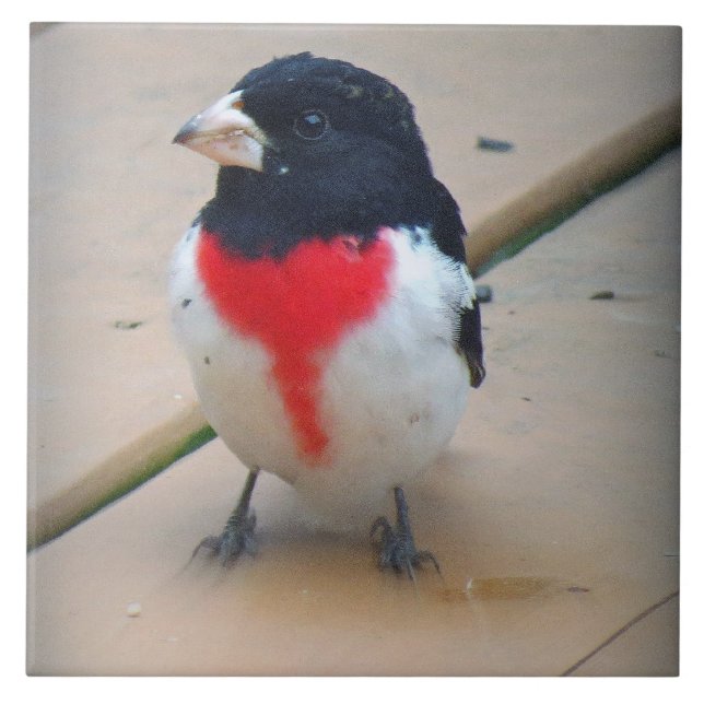 Männlicher Rose-breasted Grosbeak Fliese (Vorderseite)