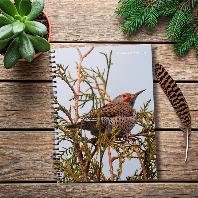 Männlicher Rotschattierter Nordflacker in einem Ba Notizblock (Red-Shafted Northern Flicker in a Tree Journal Cover Photo)