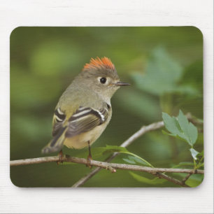 Männlicher Rubinkehlchen, Regulus calendula Mousepad
