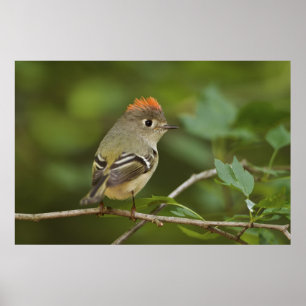 Männlicher Rubinkehlchen, Regulus calendula Poster