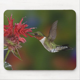 Männlicher Rubinkehlkolibri Mousepad