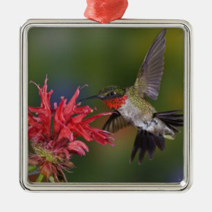 Männlicher Rubinkehlkolibri Silbernes Ornament