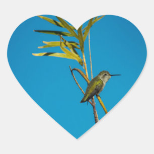 Männlicher Ruby-Rachen-Kolibris auf Baum Herz-Aufkleber