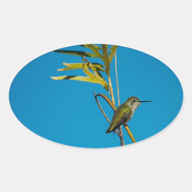 Männlicher Ruby-Rachen-Kolibris auf Baum Ovaler Aufkleber (Vorderseite)