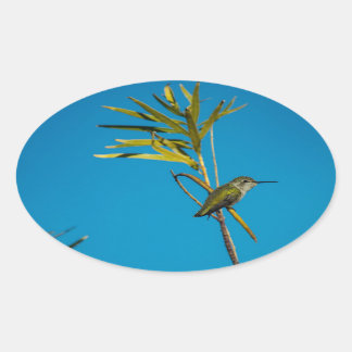 Männlicher Ruby-Rachen-Kolibris auf Baum Ovaler Aufkleber