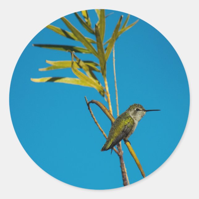 Männlicher Ruby-Rachen-Kolibris auf Baum Runder Aufkleber (Vorderseite)