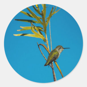 Männlicher Ruby-Rachen-Kolibris auf Baum Runder Aufkleber