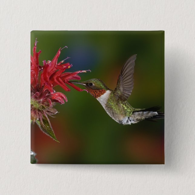 Männlicher Ruby-throated Hummingbird Button (Vorderseite)
