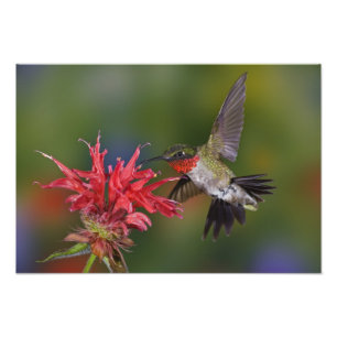 Männlicher Ruby-throated Hummingbird Fotodruck