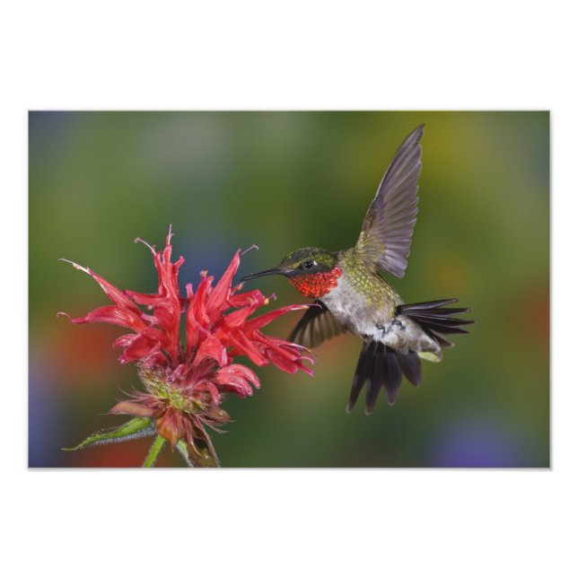 Männlicher Ruby-throated Hummingbird Fotodruck (Vorne)