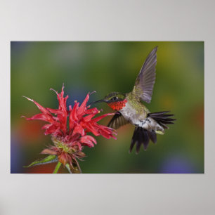 Männlicher Ruby-throated Hummingbird fütternd auf Poster