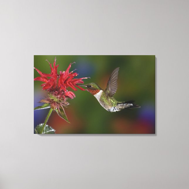 Männlicher Ruby-throated Hummingbird Leinwanddruck (Vorderseite)