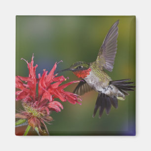 Männlicher Ruby-throated Hummingbird Magnet