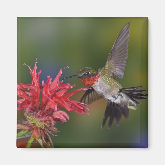 Männlicher Ruby-throated Hummingbird Magnet (Vorne)