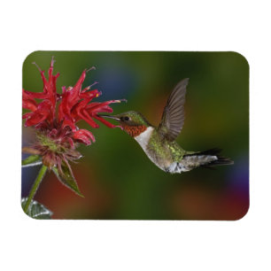 Männlicher Ruby-throated Hummingbird Magnet