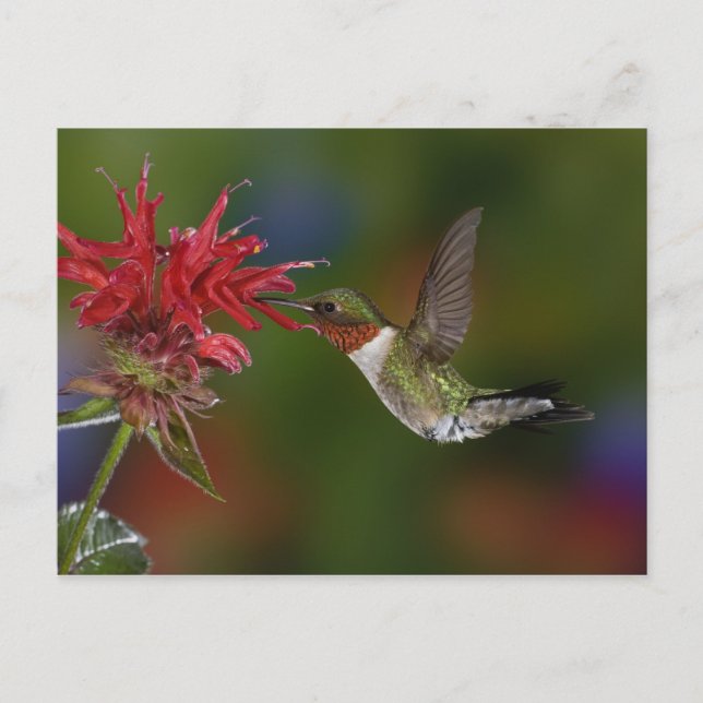 Männlicher Ruby-throated Hummingbird Postkarte (Vorderseite)