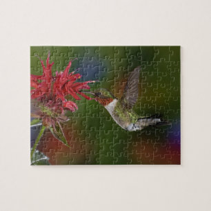 Männlicher Ruby-throated Hummingbird Puzzle