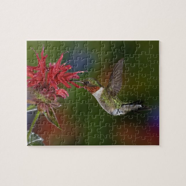 Männlicher Ruby-throated Hummingbird Puzzle (Horizontal)