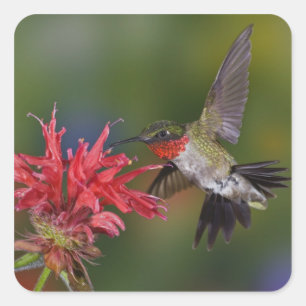 Männlicher Ruby-throated Hummingbird Quadratischer Aufkleber