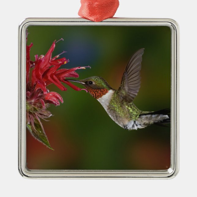 Männlicher Ruby-throated Hummingbird Silbernes Ornament (Vorne)