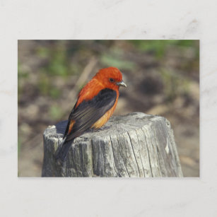 Männlicher Scarlet Tanager in der Zucht abstürzen Postkarte