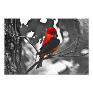 Männlicher Scharlachtangare Fotodruck