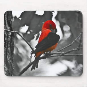 Männlicher Scharlachtangare Mousepad