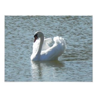 Männlicher Schwan Fotodruck